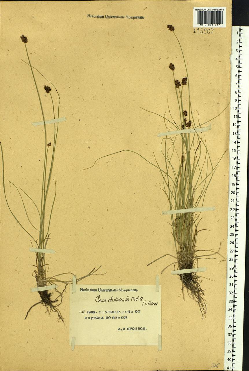 Carex duriuscula C.A.Mey., Siberia, Yakutia (S5) (Russia)