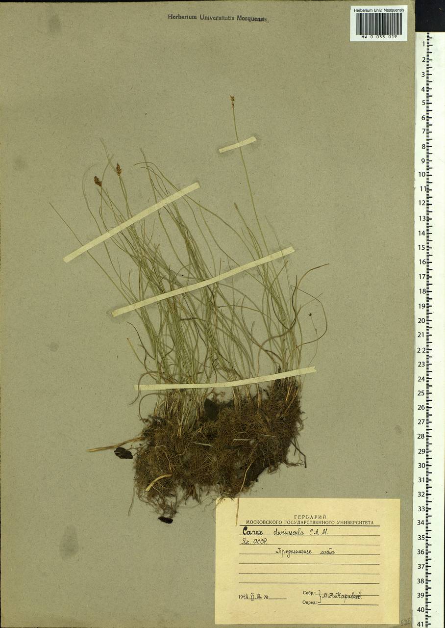 Carex duriuscula C.A.Mey., Siberia, Yakutia (S5) (Russia)
