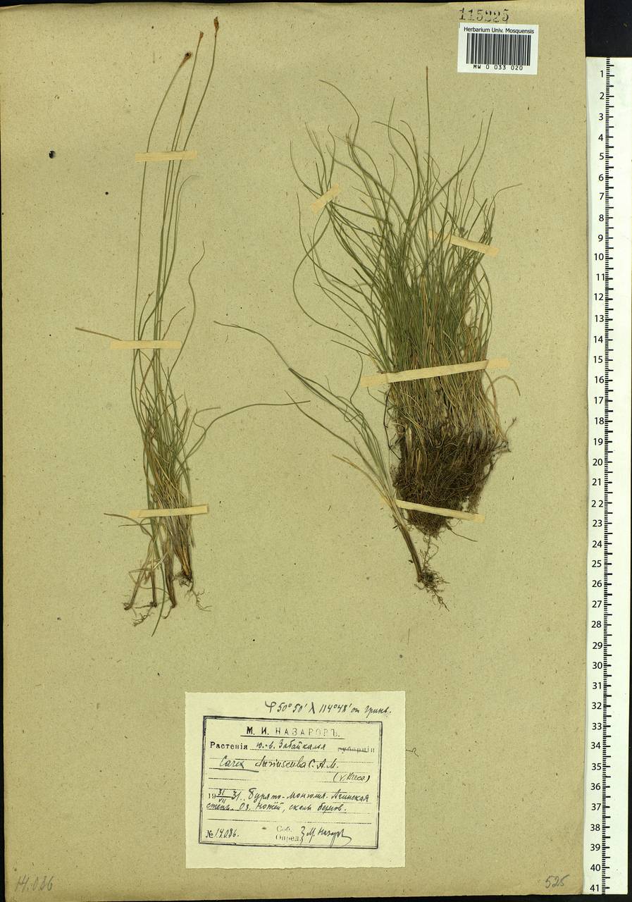 Carex duriuscula C.A.Mey., Siberia, Baikal & Transbaikal region (S4) (Russia)