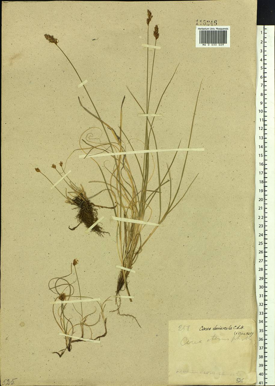 Carex duriuscula C.A.Mey., Siberia, Baikal & Transbaikal region (S4) (Russia)