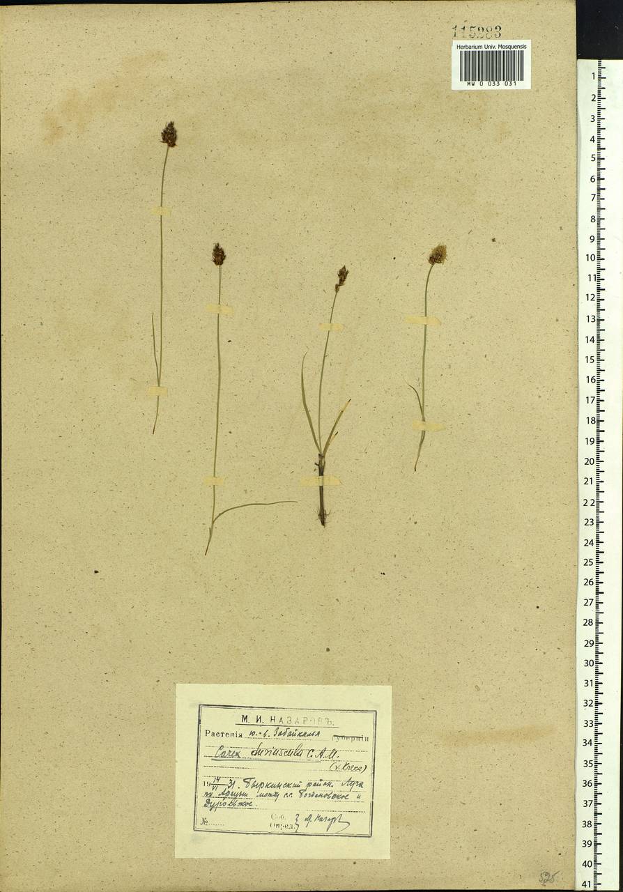 Carex duriuscula C.A.Mey., Siberia, Baikal & Transbaikal region (S4) (Russia)