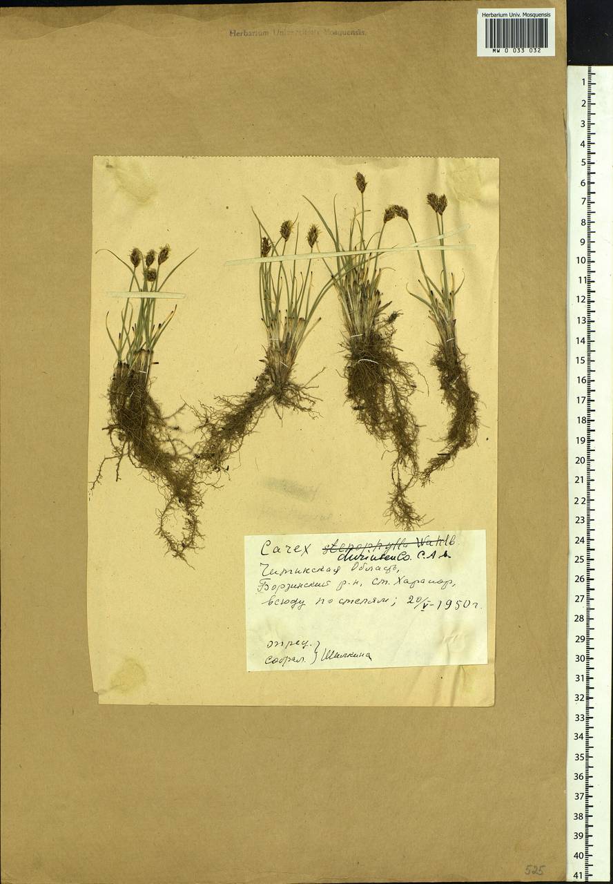 Carex duriuscula C.A.Mey., Siberia, Baikal & Transbaikal region (S4) (Russia)