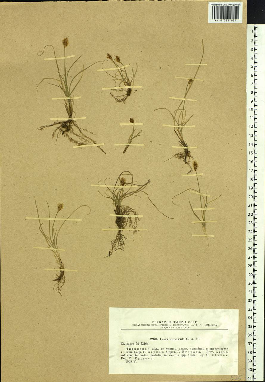 Carex duriuscula C.A.Mey., Siberia, Baikal & Transbaikal region (S4) (Russia)