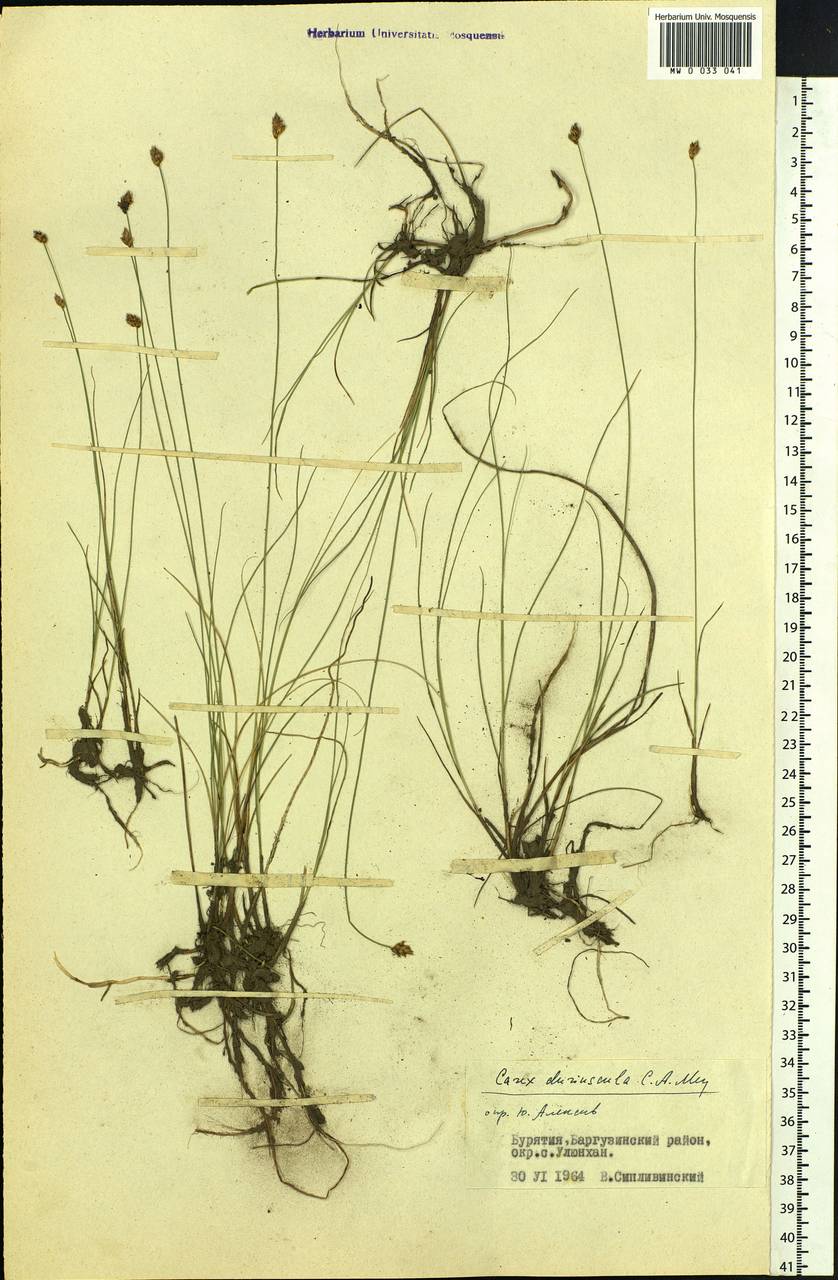 Carex duriuscula C.A.Mey., Siberia, Baikal & Transbaikal region (S4) (Russia)