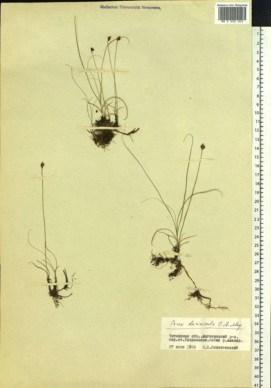 Carex duriuscula C.A.Mey., Siberia, Baikal & Transbaikal region (S4) (Russia)