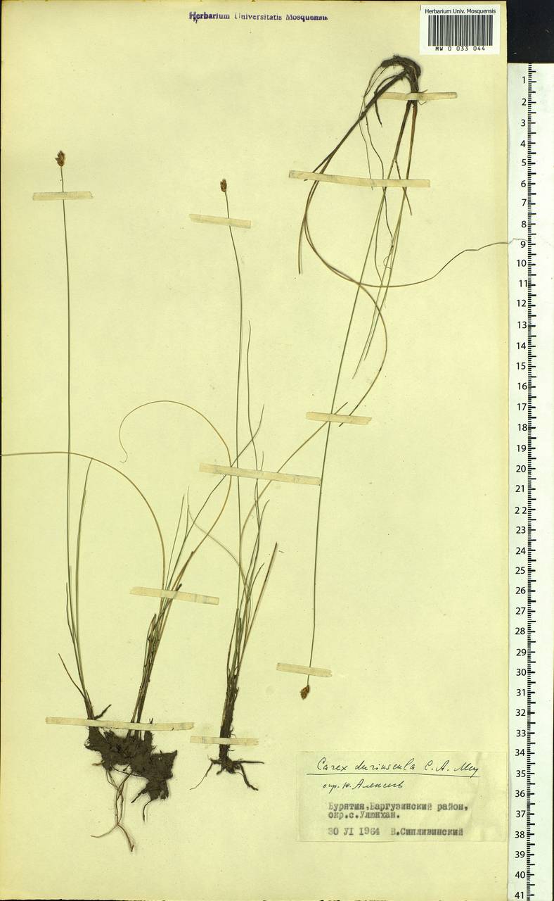Carex duriuscula C.A.Mey., Siberia, Baikal & Transbaikal region (S4) (Russia)