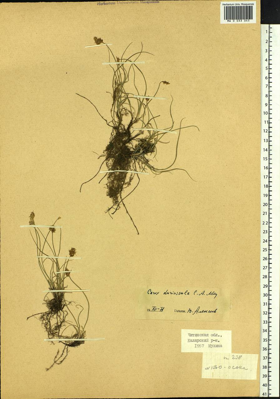 Carex duriuscula C.A.Mey., Siberia, Baikal & Transbaikal region (S4) (Russia)