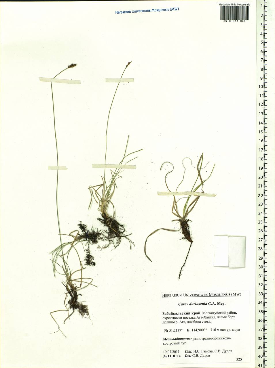 Carex duriuscula C.A.Mey., Siberia, Baikal & Transbaikal region (S4) (Russia)