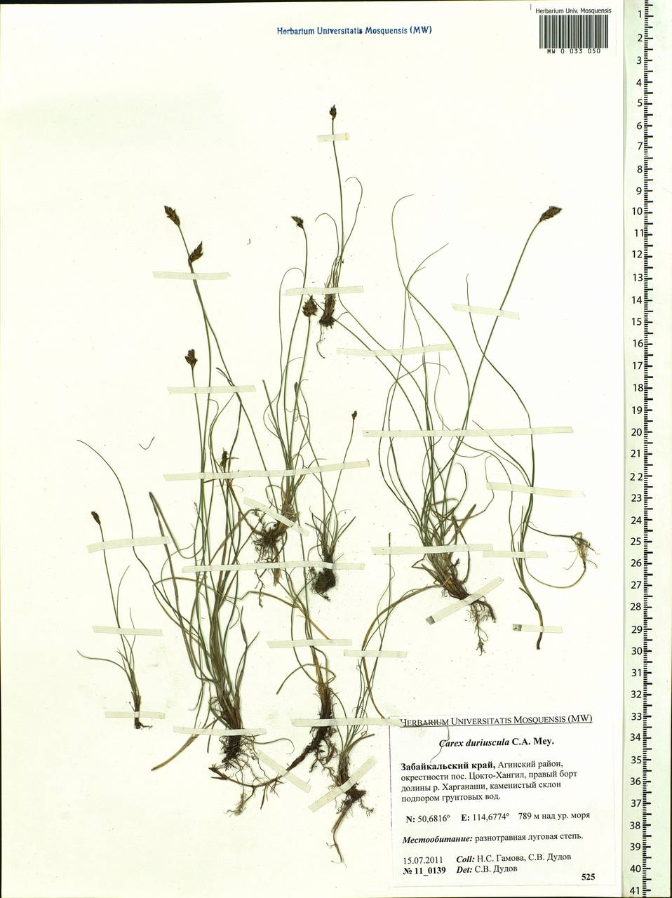 Carex duriuscula C.A.Mey., Siberia, Baikal & Transbaikal region (S4) (Russia)