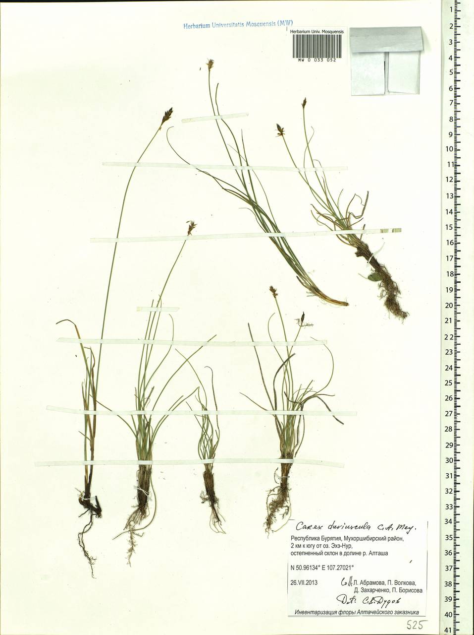 Carex duriuscula C.A.Mey., Siberia, Baikal & Transbaikal region (S4) (Russia)