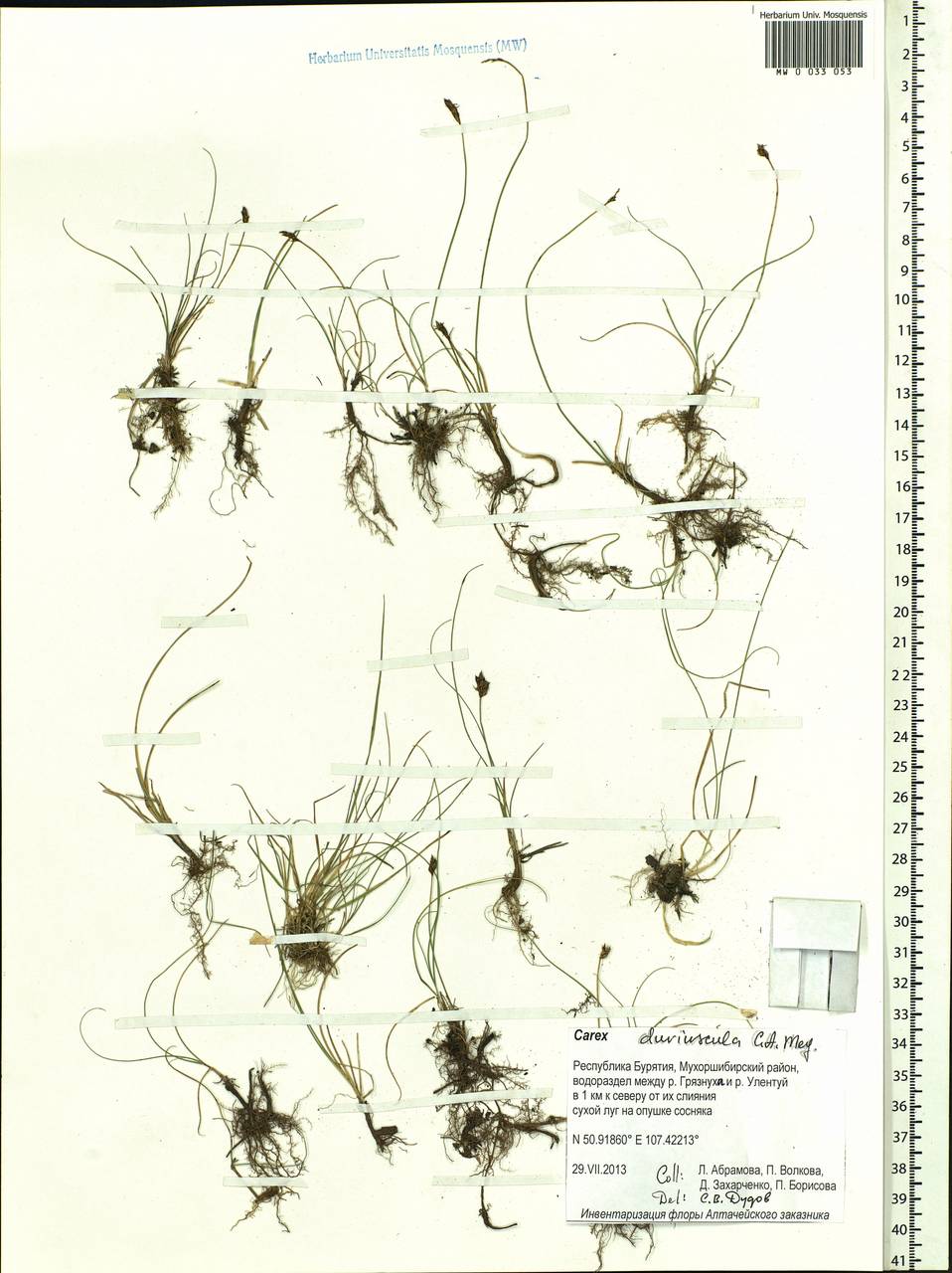 Carex duriuscula C.A.Mey., Siberia, Baikal & Transbaikal region (S4) (Russia)