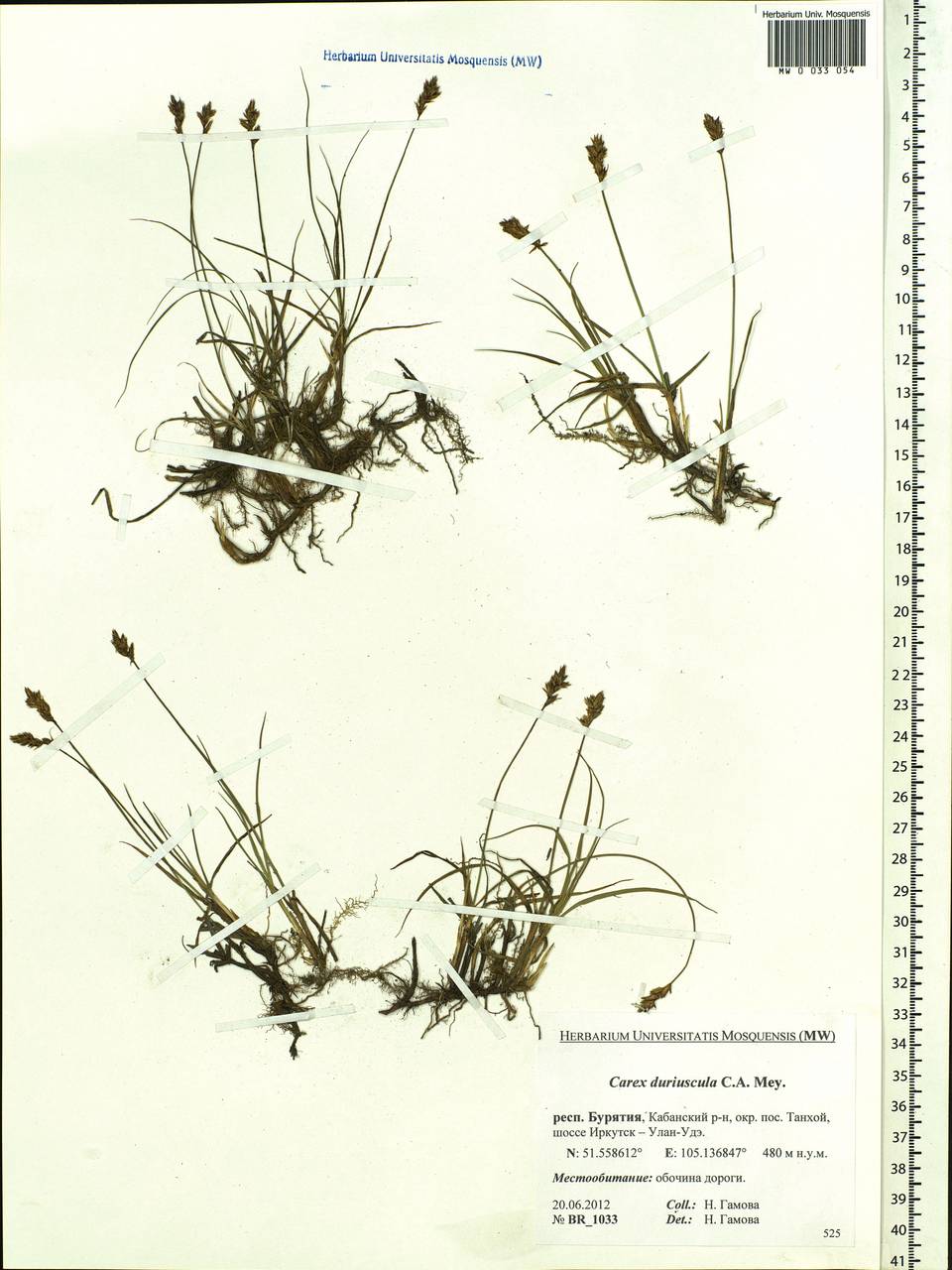 Carex duriuscula C.A.Mey., Siberia, Baikal & Transbaikal region (S4) (Russia)