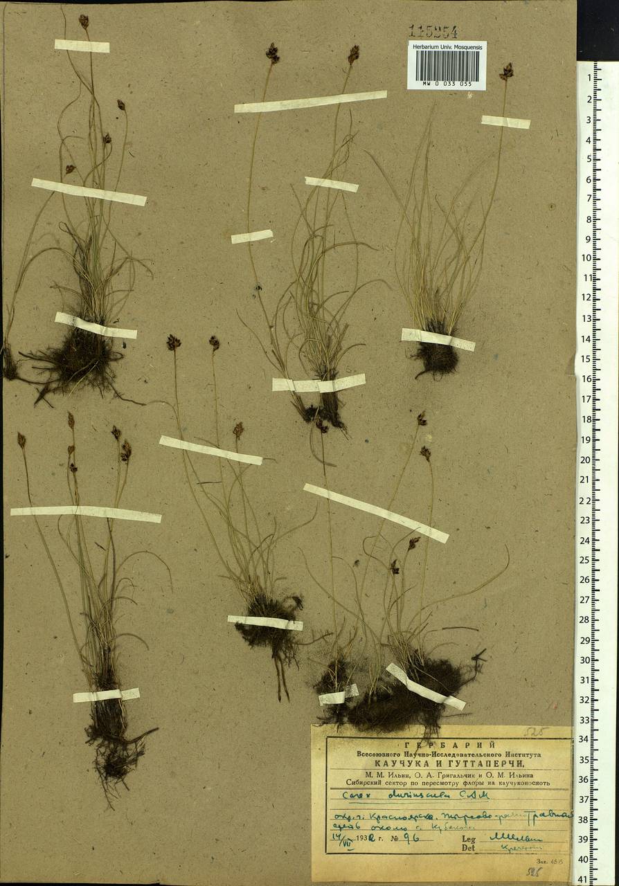 Carex duriuscula C.A.Mey., Siberia, Central Siberia (S3) (Russia)