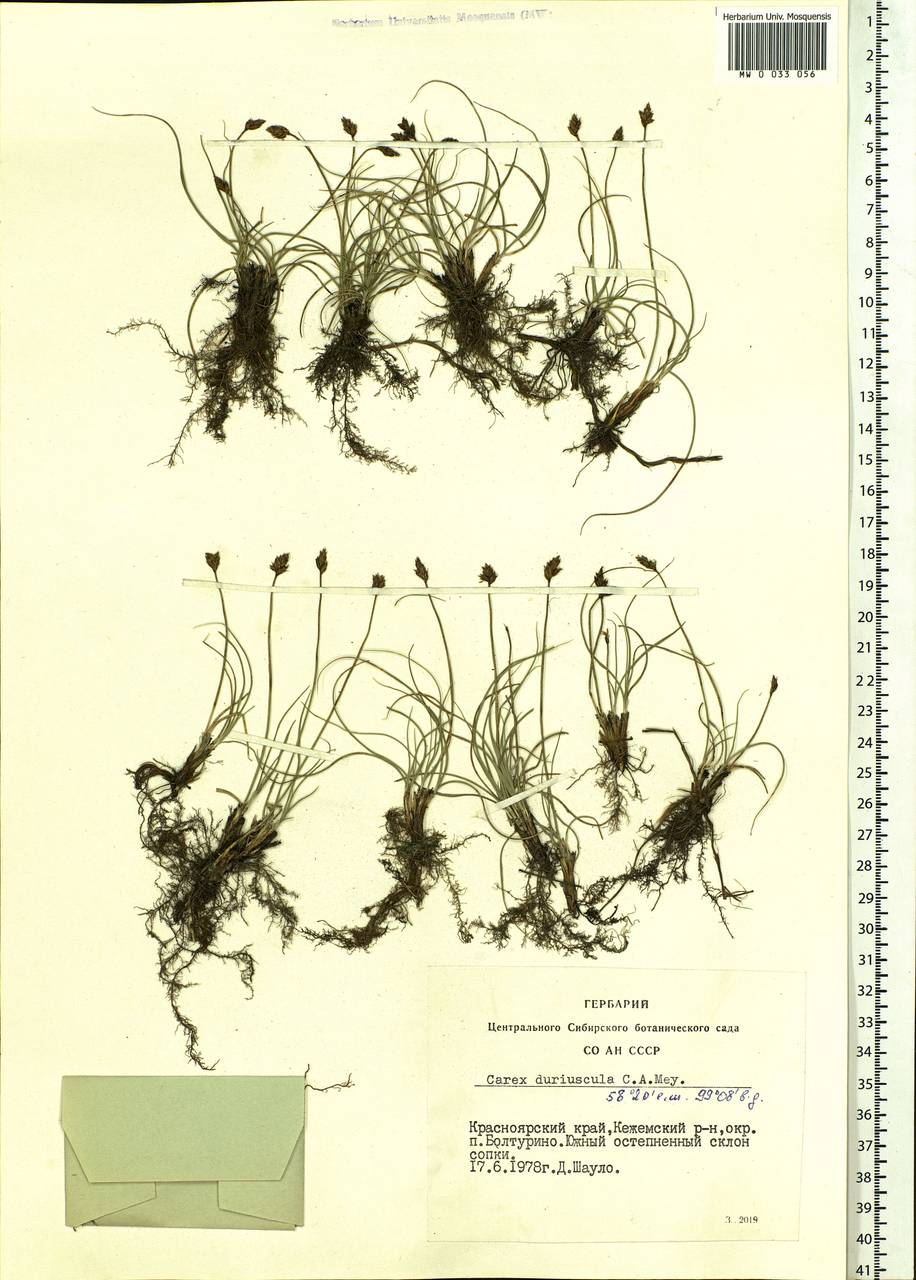 Carex duriuscula C.A.Mey., Siberia, Central Siberia (S3) (Russia)