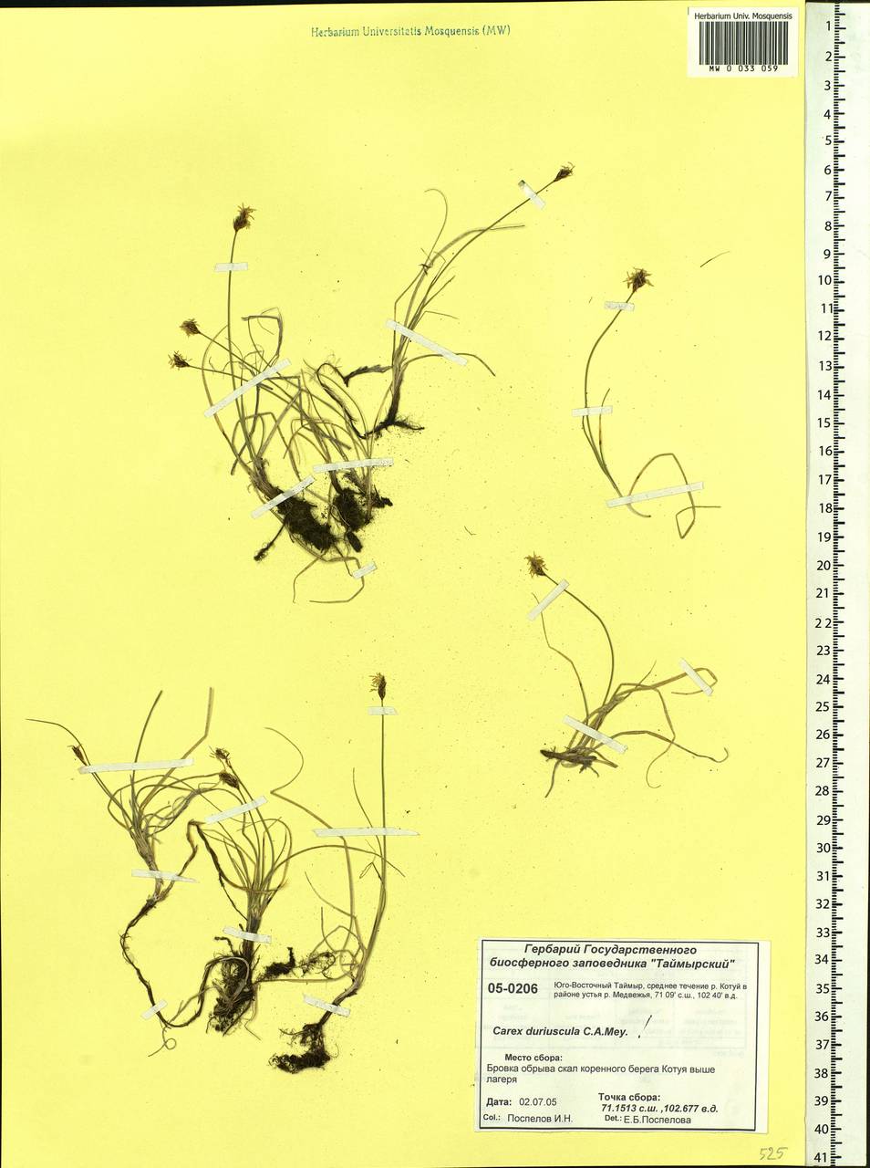 Carex duriuscula C.A.Mey., Siberia, Central Siberia (S3) (Russia)