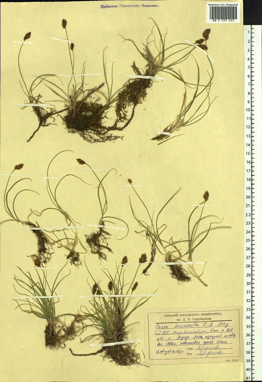 Carex duriuscula C.A.Mey., Siberia, Altai & Sayany Mountains (S2) (Russia)