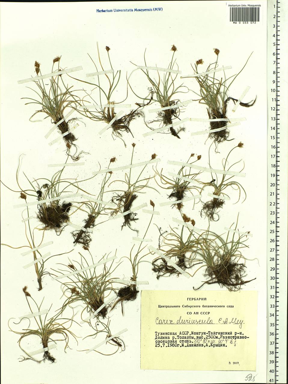 Carex duriuscula C.A.Mey., Siberia, Altai & Sayany Mountains (S2) (Russia)