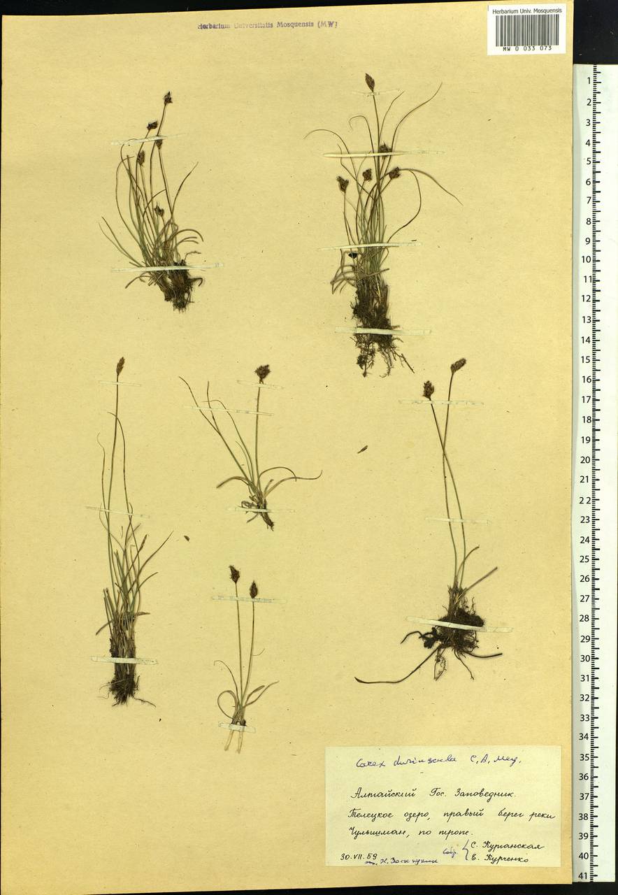 Carex duriuscula C.A.Mey., Siberia, Altai & Sayany Mountains (S2) (Russia)