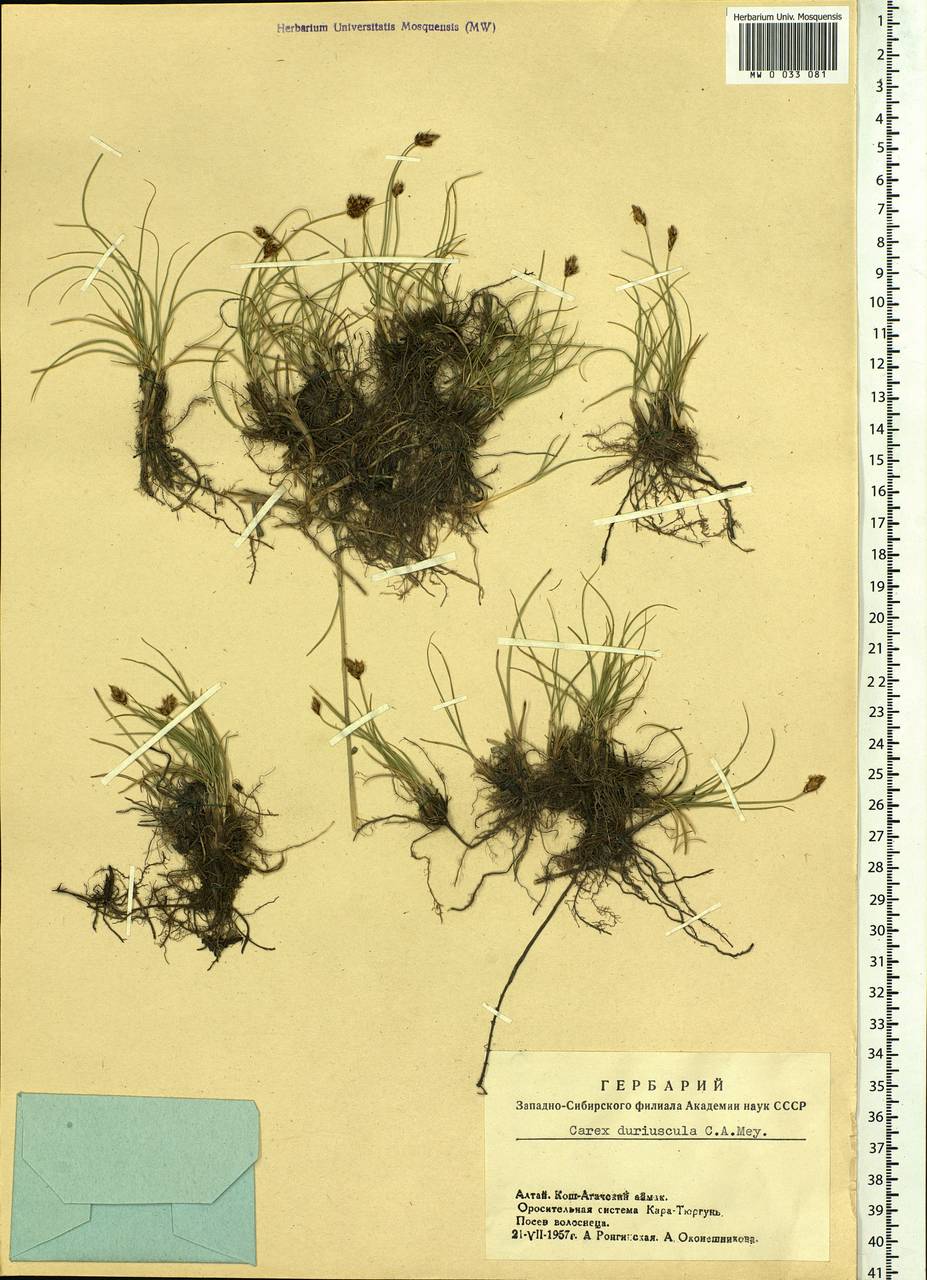 Carex duriuscula C.A.Mey., Siberia, Altai & Sayany Mountains (S2) (Russia)