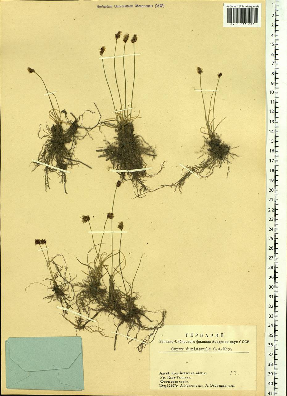 Carex duriuscula C.A.Mey., Siberia, Altai & Sayany Mountains (S2) (Russia)