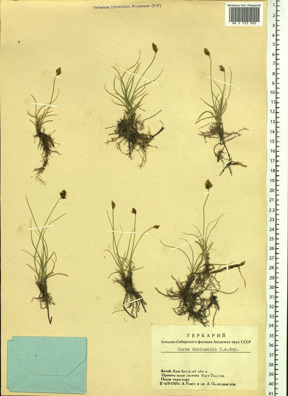 Carex duriuscula C.A.Mey., Siberia, Altai & Sayany Mountains (S2) (Russia)