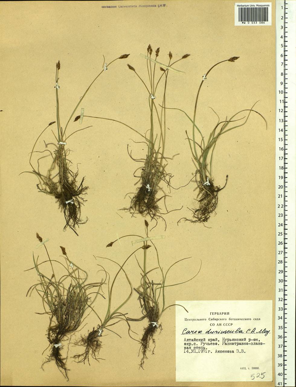 Carex duriuscula C.A.Mey., Siberia, Altai & Sayany Mountains (S2) (Russia)