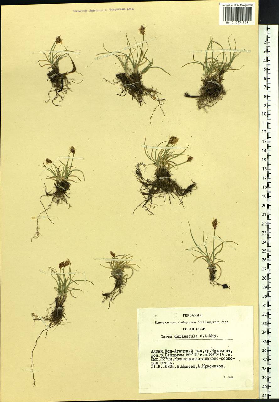 Carex duriuscula C.A.Mey., Siberia, Altai & Sayany Mountains (S2) (Russia)