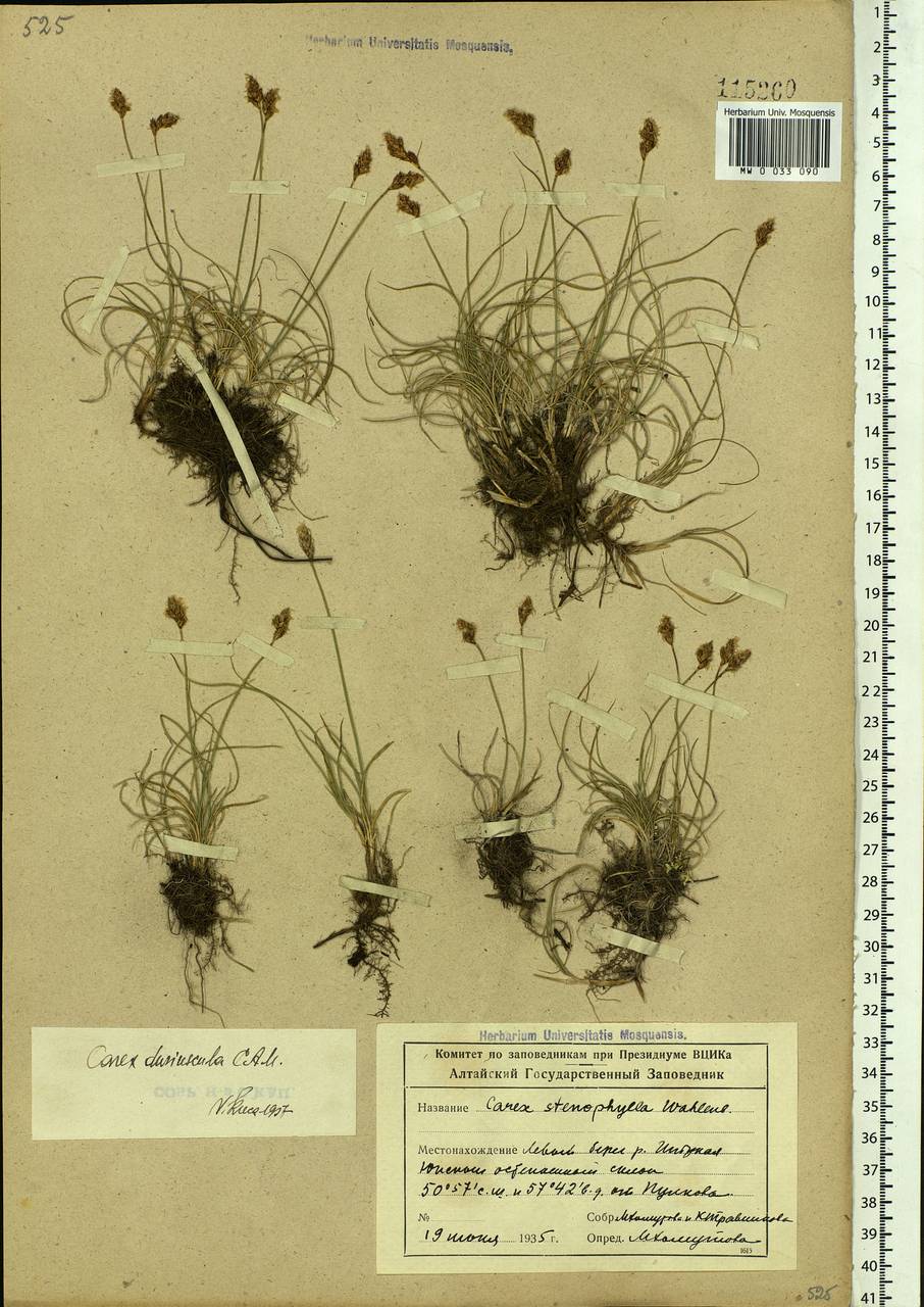 Carex duriuscula C.A.Mey., Siberia, Altai & Sayany Mountains (S2) (Russia)