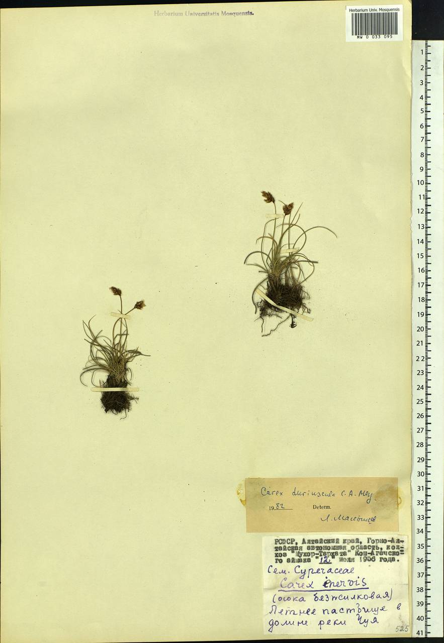 Carex duriuscula C.A.Mey., Siberia, Altai & Sayany Mountains (S2) (Russia)