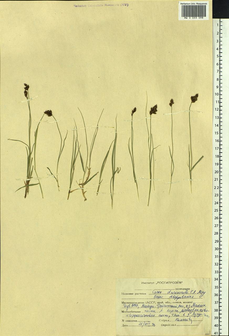 Carex duriuscula C.A.Mey., Siberia, Altai & Sayany Mountains (S2) (Russia)