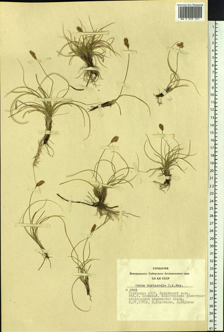 Carex duriuscula C.A.Mey., Siberia, Altai & Sayany Mountains (S2) (Russia)