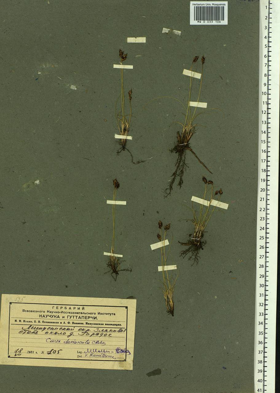 Carex duriuscula C.A.Mey., Siberia, Altai & Sayany Mountains (S2) (Russia)