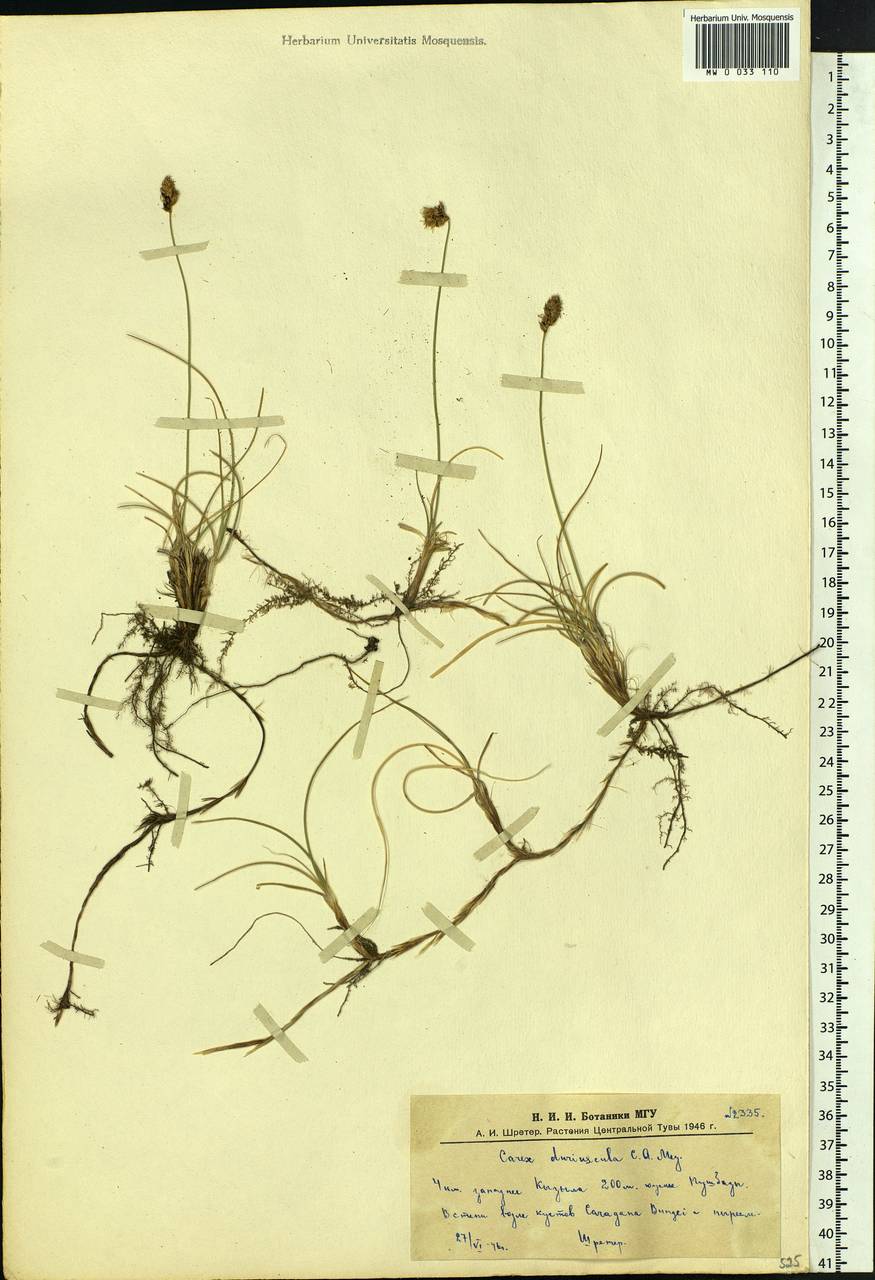 Carex duriuscula C.A.Mey., Siberia, Altai & Sayany Mountains (S2) (Russia)