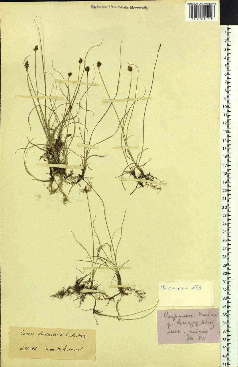 Carex duriuscula C.A.Mey., Siberia (no precise locality) (S0) (Russia)