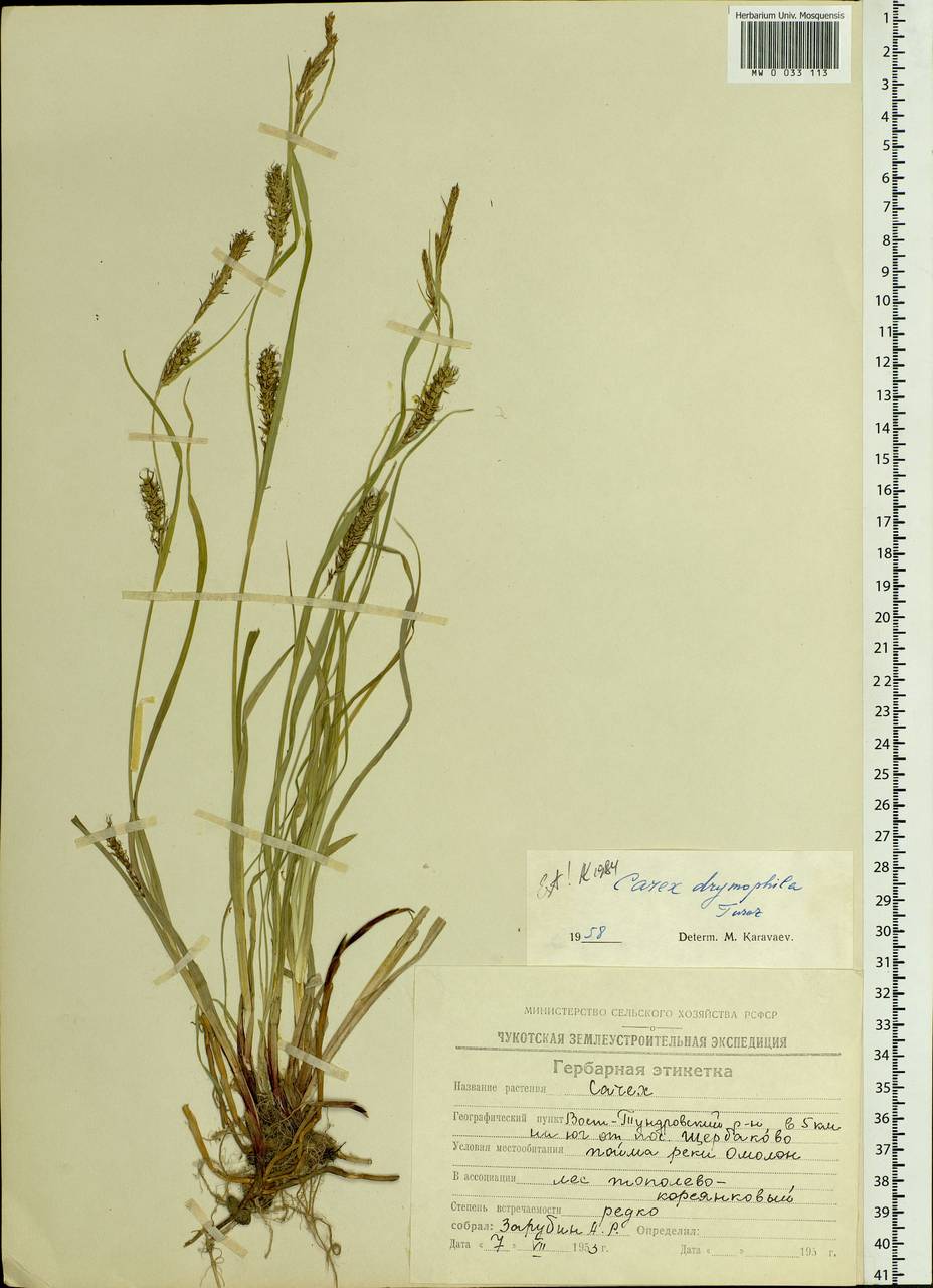 Carex drymophila Turcz., Siberia, Chukotka & Kamchatka (S7) (Russia)