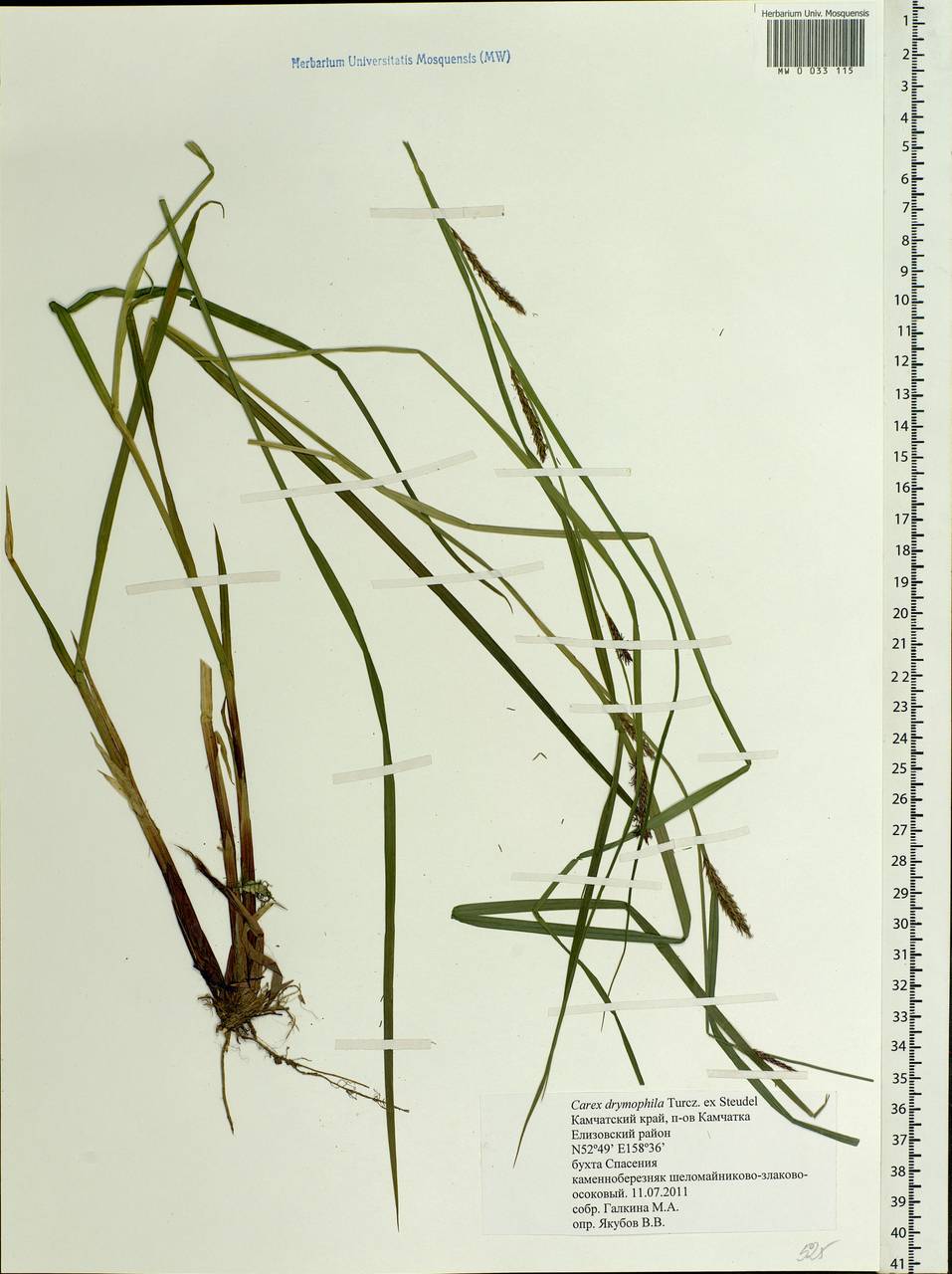 Carex drymophila Turcz., Siberia, Chukotka & Kamchatka (S7) (Russia)
