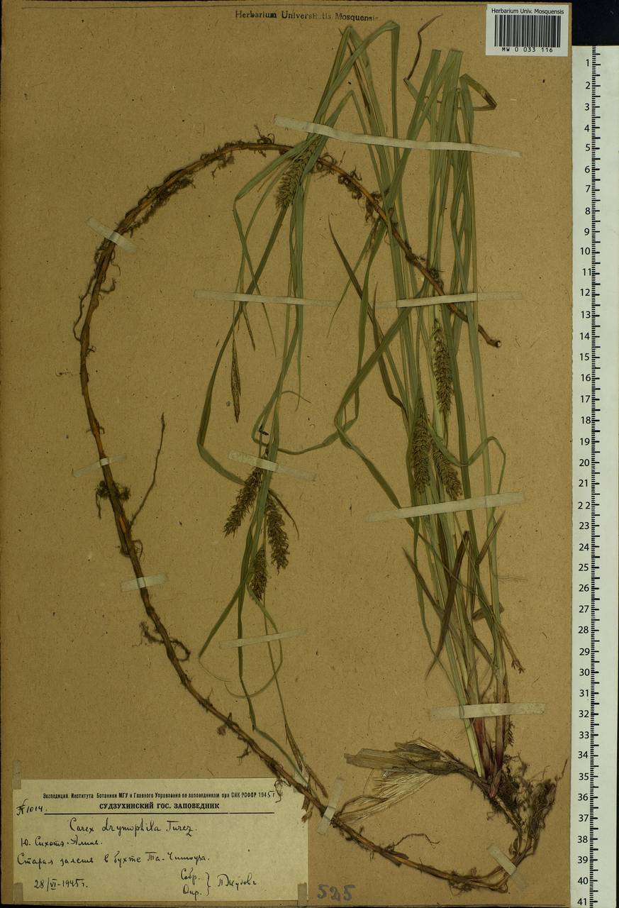 Carex drymophila Turcz., Siberia, Russian Far East (S6) (Russia)