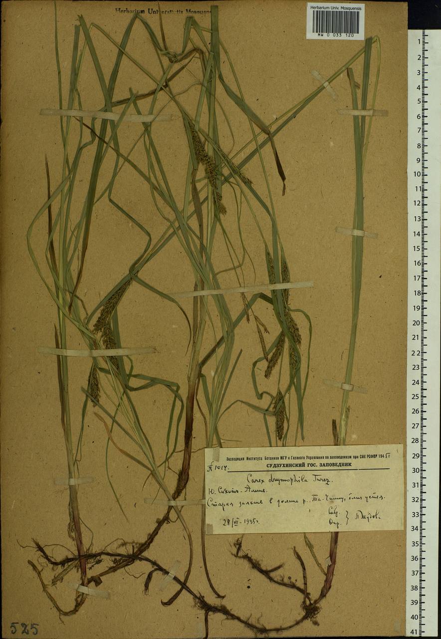 Carex drymophila Turcz., Siberia, Russian Far East (S6) (Russia)