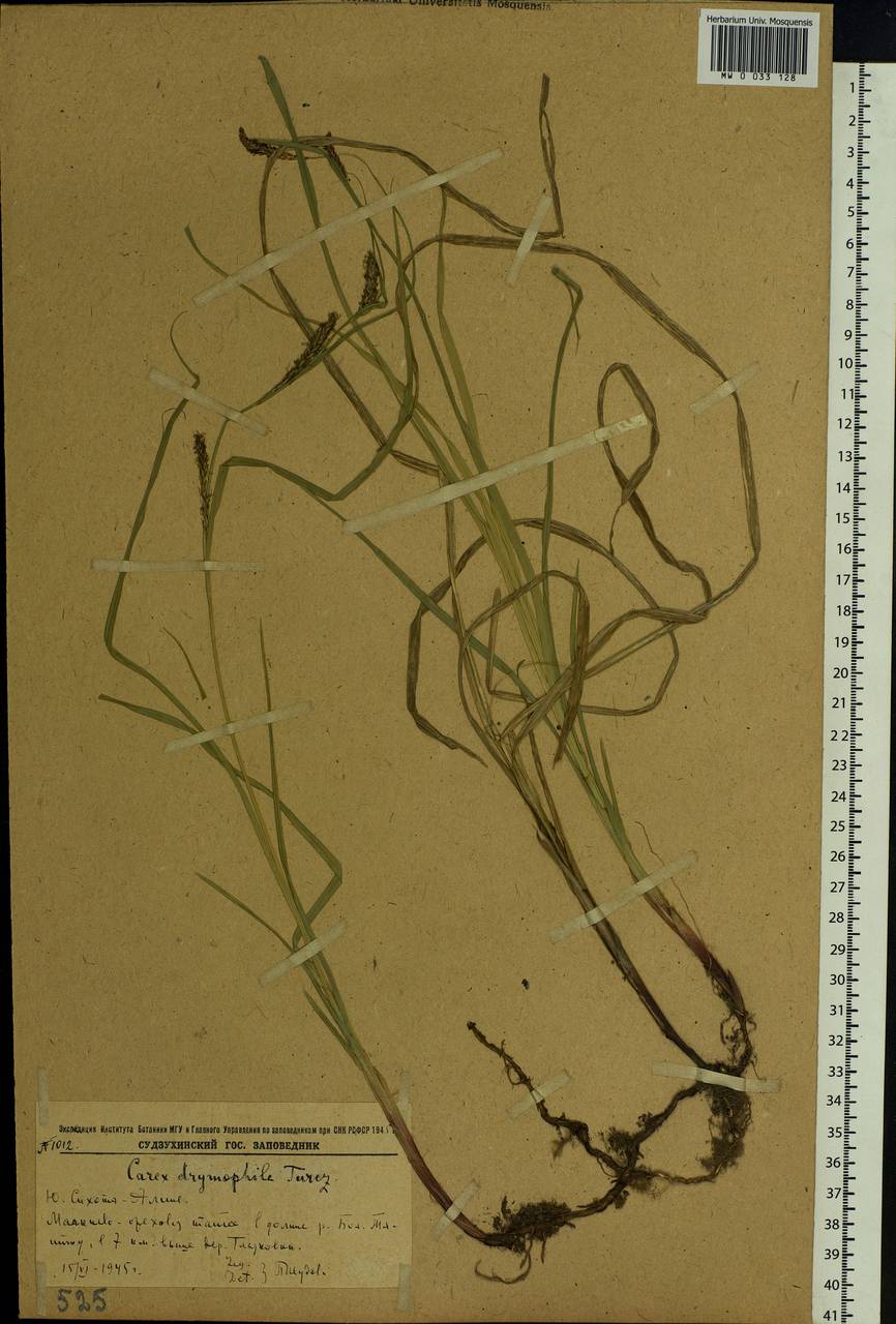 Carex drymophila Turcz., Siberia, Russian Far East (S6) (Russia)