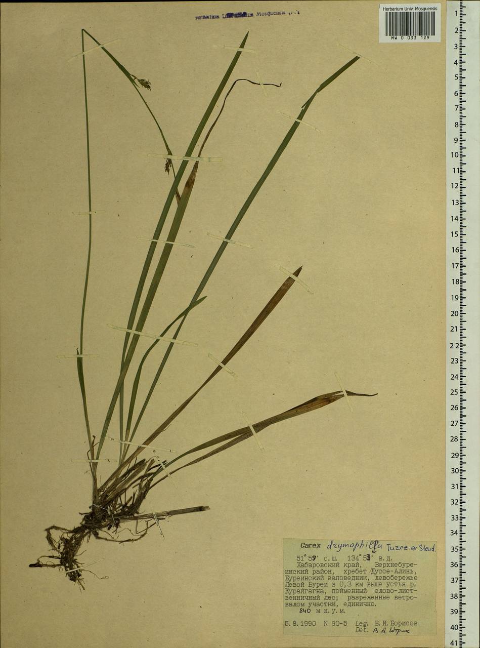 Carex drymophila Turcz., Siberia, Russian Far East (S6) (Russia)
