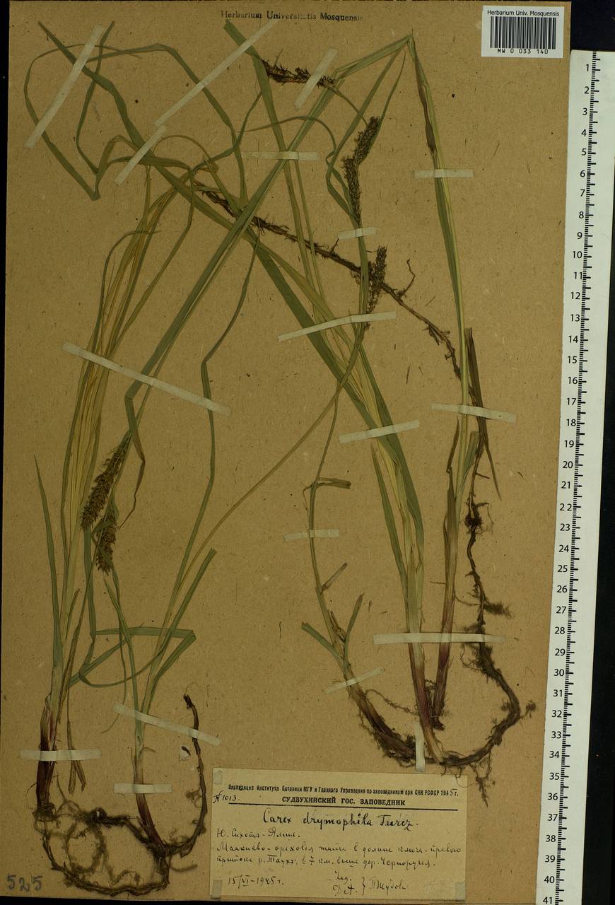 Carex drymophila Turcz., Siberia, Russian Far East (S6) (Russia)