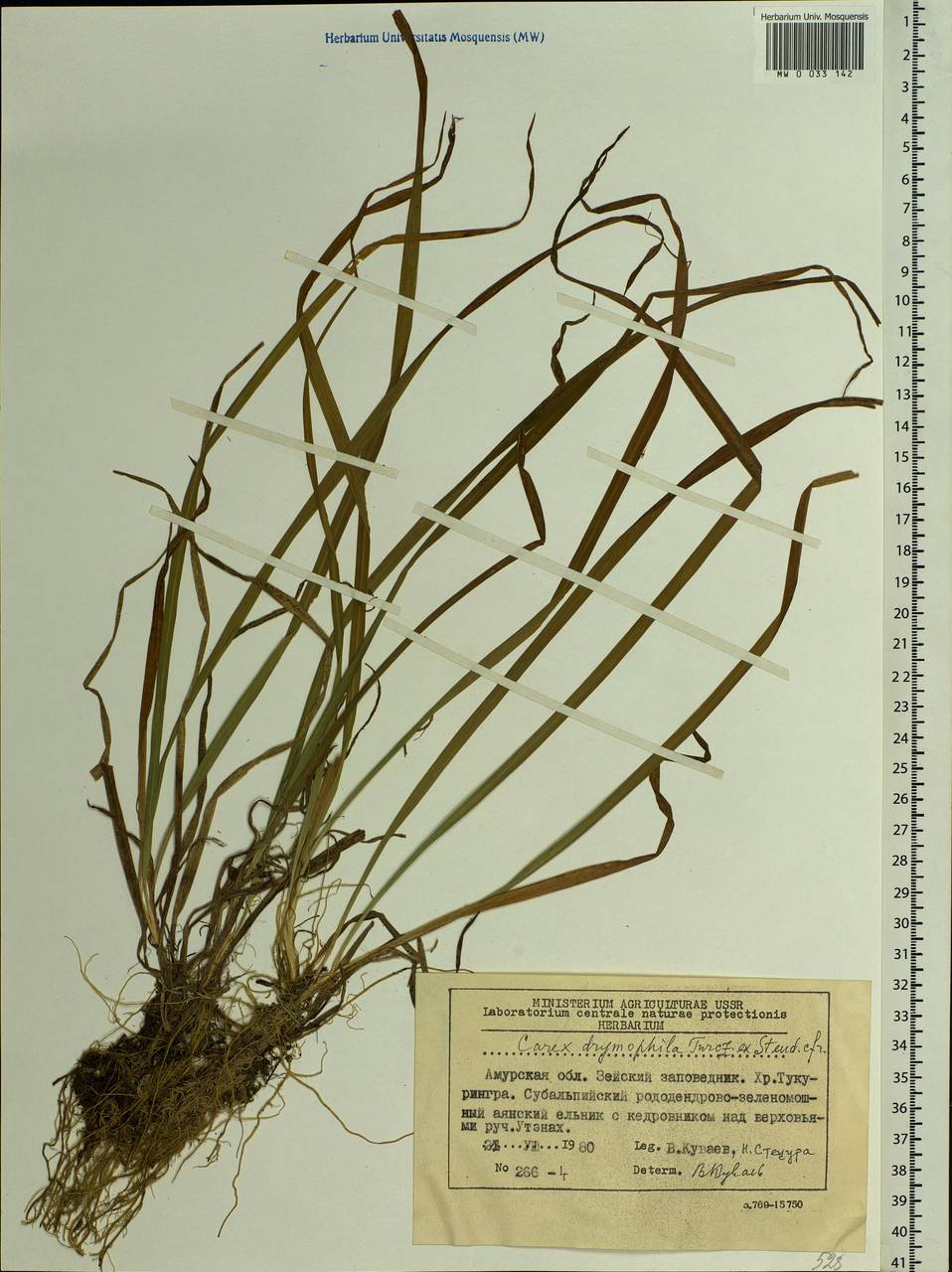 Carex drymophila Turcz., Siberia, Russian Far East (S6) (Russia)