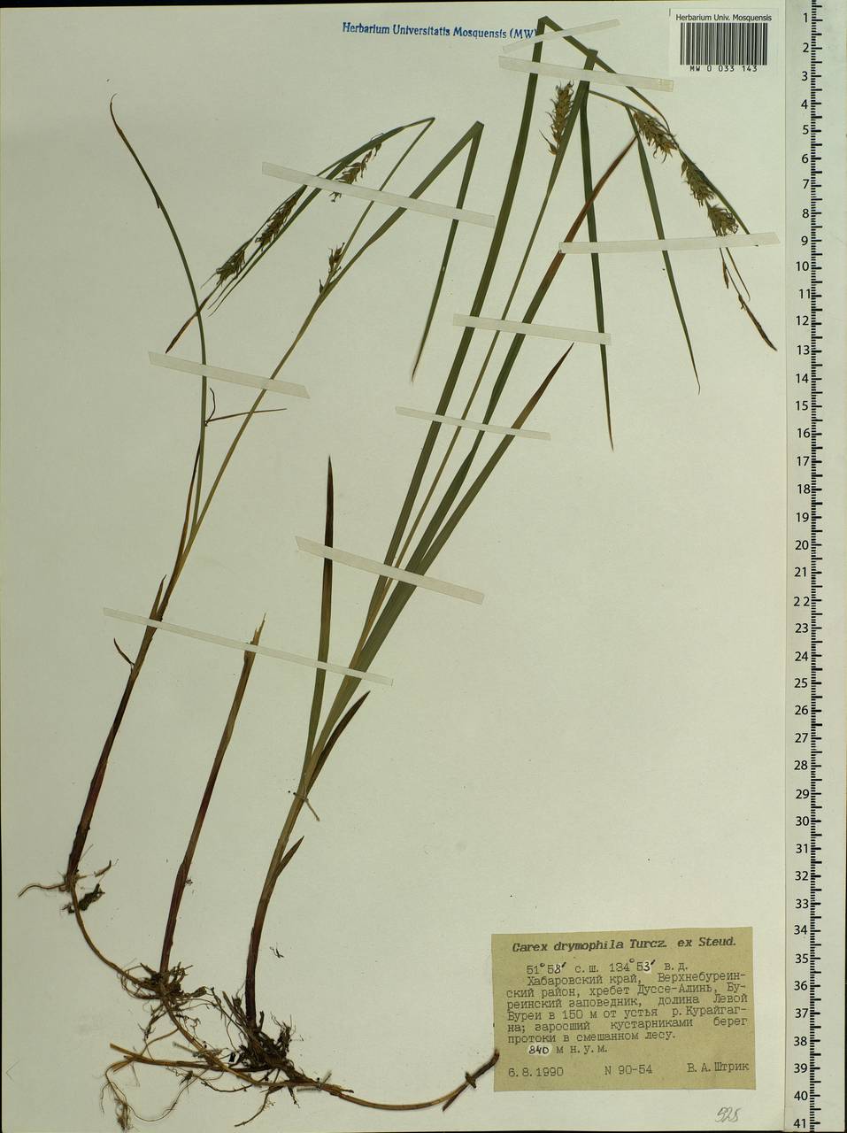 Carex drymophila Turcz., Siberia, Russian Far East (S6) (Russia)