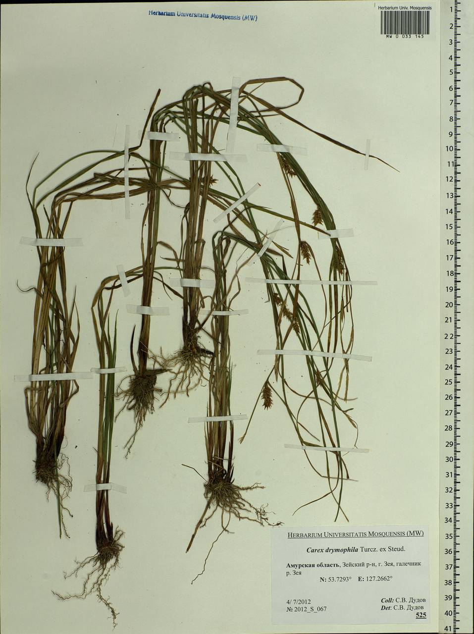 Carex drymophila Turcz., Siberia, Russian Far East (S6) (Russia)