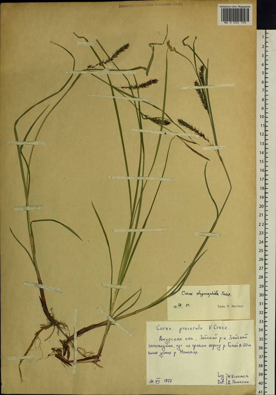 Carex drymophila Turcz., Siberia, Russian Far East (S6) (Russia)