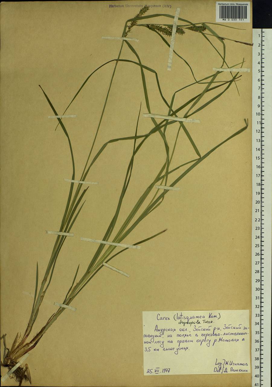 Carex drymophila Turcz., Siberia, Russian Far East (S6) (Russia)