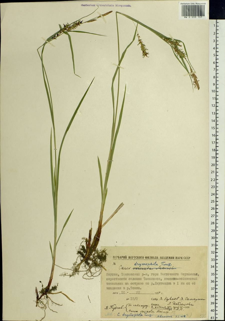 Carex drymophila Turcz., Siberia, Yakutia (S5) (Russia)