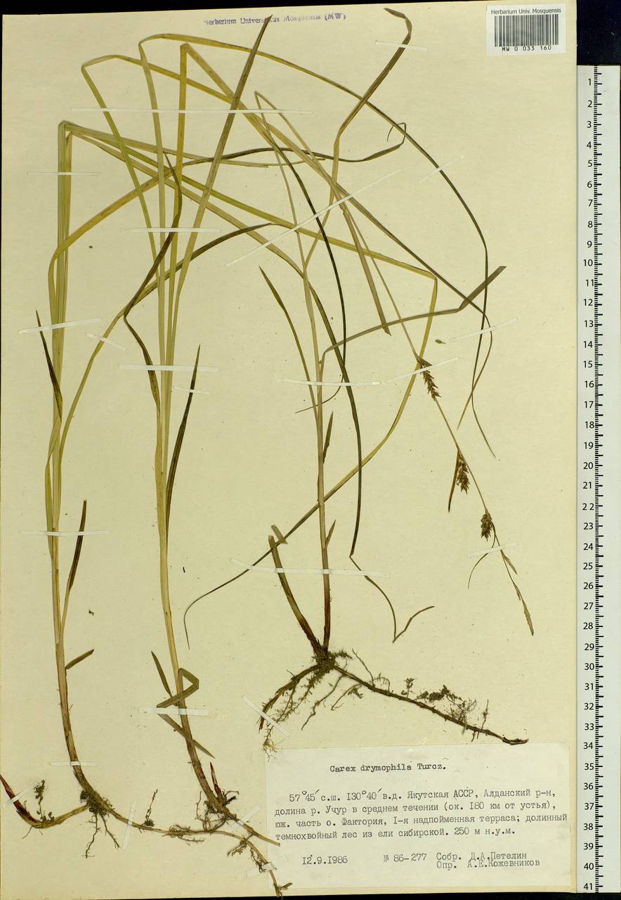 Carex drymophila Turcz., Siberia, Yakutia (S5) (Russia)