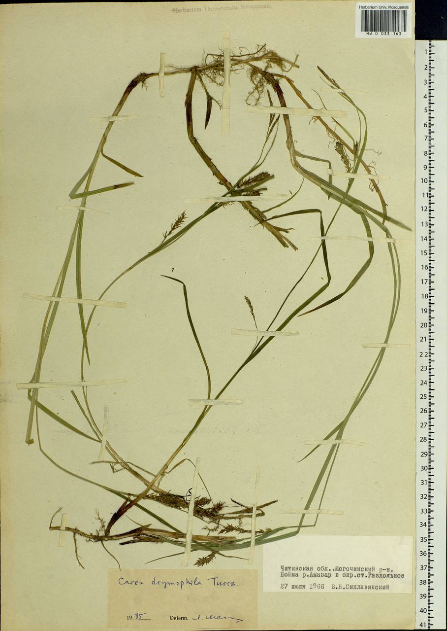 Carex drymophila Turcz., Siberia, Baikal & Transbaikal region (S4) (Russia)