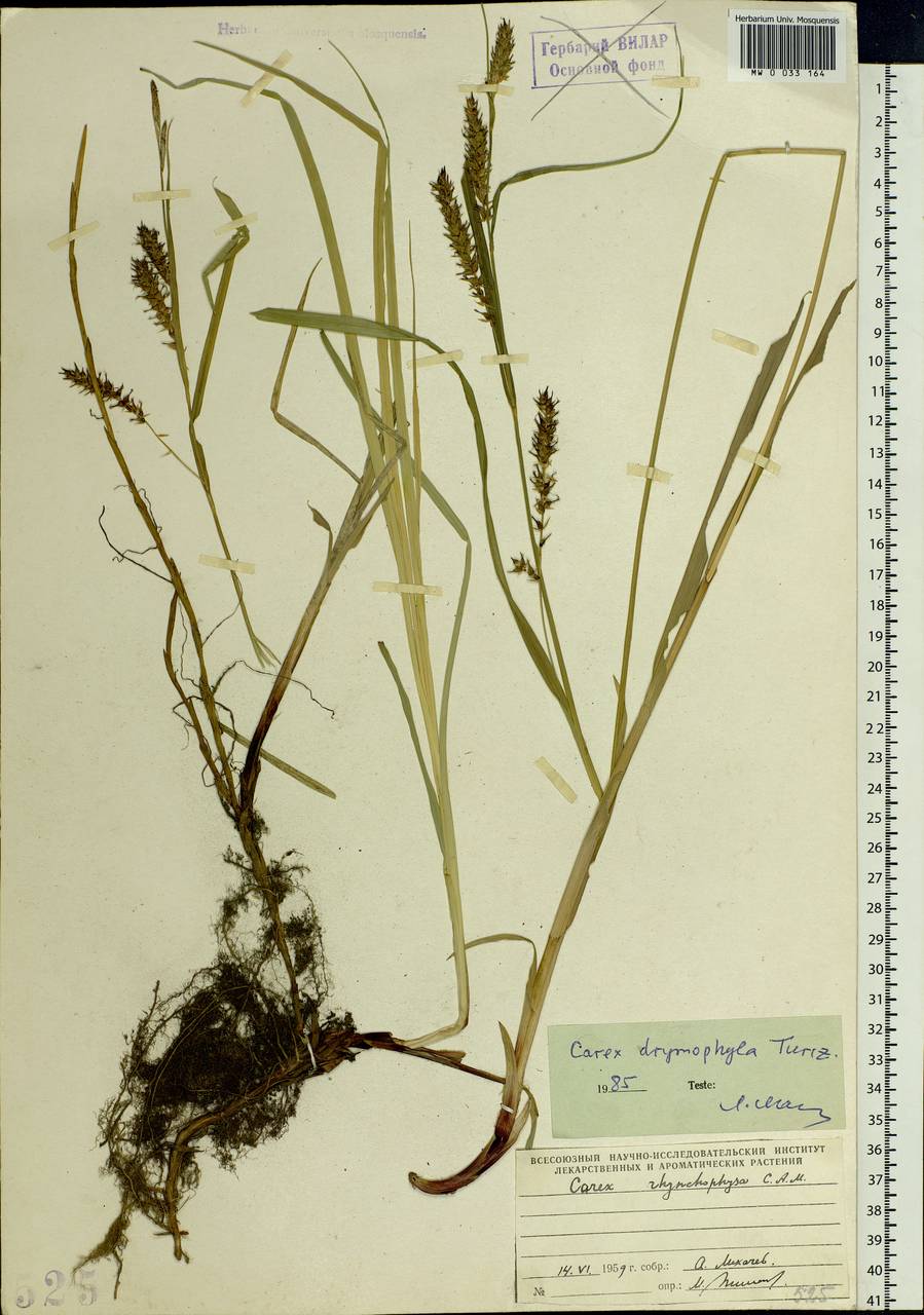 Carex drymophila Turcz., Siberia, Russian Far East (S6) (Russia)